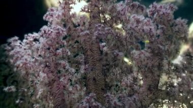 Arka plan deniz manzara Red Sea'deki/daki üzerinde yumuşak mercan sualtı.