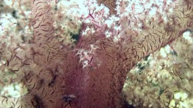 Arka plan deniz manzara Red Sea'deki/daki üzerinde yumuşak mercan sualtı.