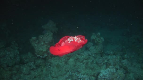 Spanish dancer nudibranchs underwater in search of food in Red sea. — Stock Video