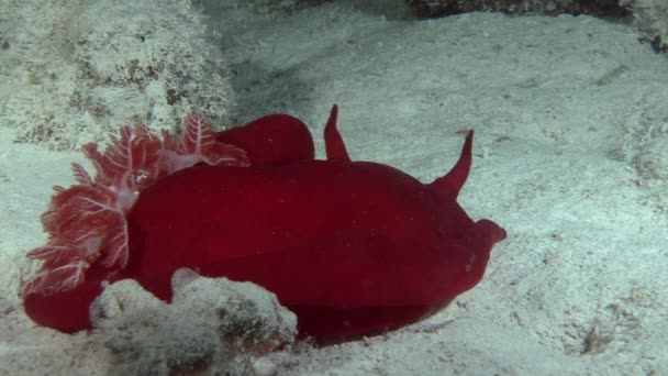 Spanyol táncos nudibranchs víz a Vörös-tenger. — Stock videók