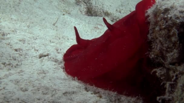 Spanische Tänzerin Nacktschnecken unter Wasser im roten Meer. — Stockvideo