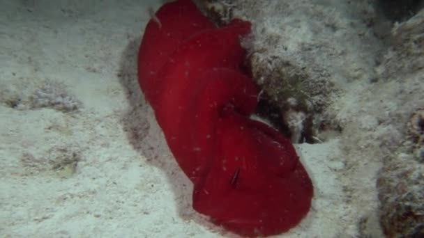 Spanische Tänzerin Nacktschnecken unter Wasser im roten Meer. — Stockvideo