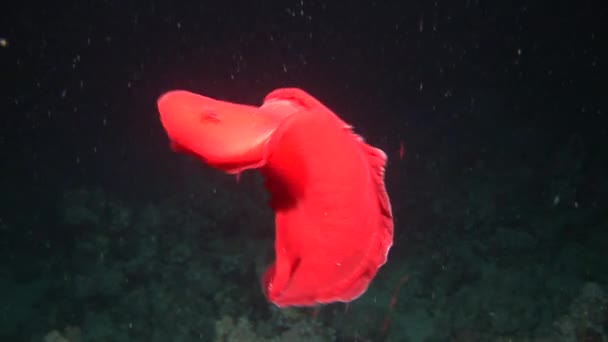 Spanische Tänzerin Nacktschnecken unter Wasser auf Nahrungssuche im Roten Meer. — Stockvideo