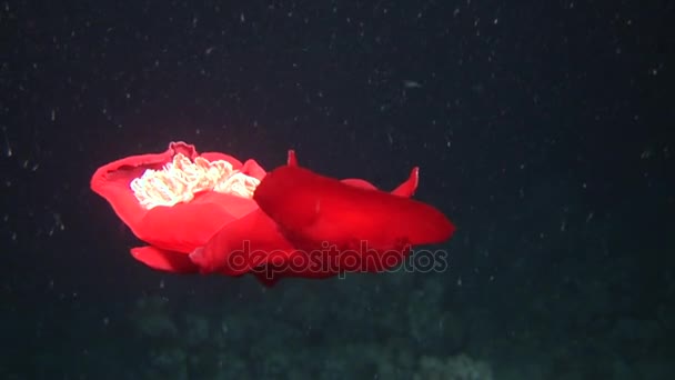 홍 해에서 먹이 찾아 스페인 댄서 nudibranchs 수 중. — 비디오