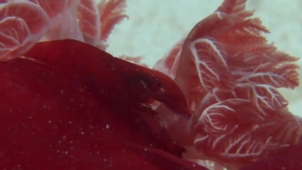 Spanish dancer nudibranchs underwater on background marine landscape in Red sea. — Stock Video