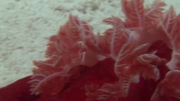 Španělská tanečnice nudibranchs pod vodou na pozadí Mořské krajiny v Rudém moři. — Stock video