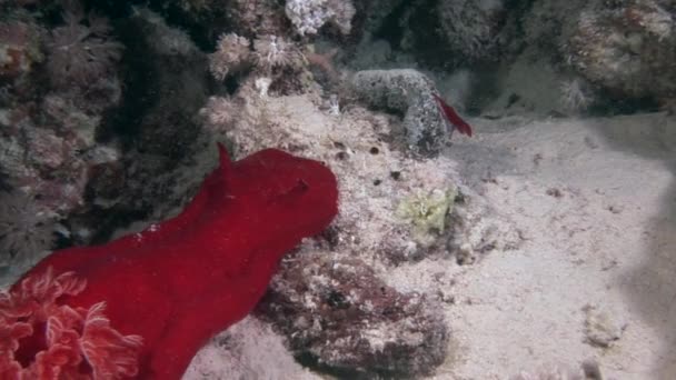 Spanish dancer nudibranchs on background underwater marine landscape in Red sea. — Stock Video