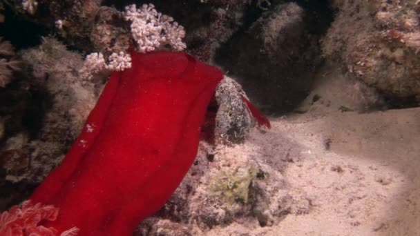 Danseuse espagnole nudibranches sur fond paysage marin sous-marin en mer Rouge . — Video