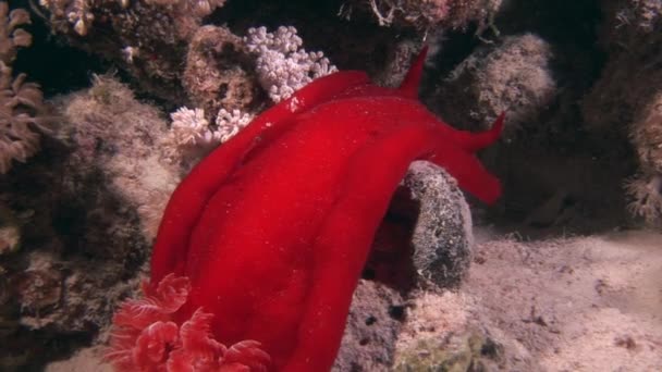 Spanyol táncos nudibranchs a háttérben víz alatti tengeri táj, a Vörös-tenger. — Stock videók