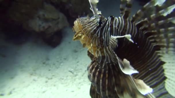 Skorpionfisk under vattnet på bakgrunden Marina landskap i Röda havet. — Stockvideo