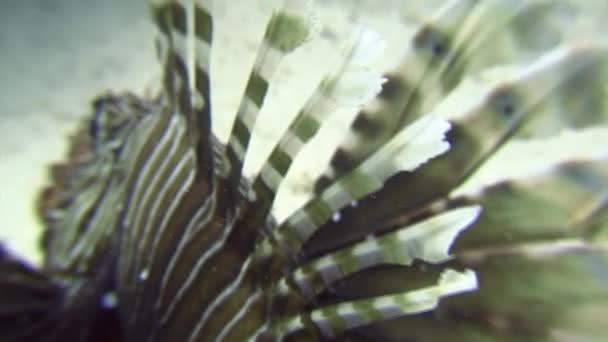 Scorpionfish pod wodą, na tle krajobrazu morskich w Morzu Czerwonym. — Wideo stockowe