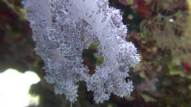 Mjuk korall under vattnet på bakgrunden Marina landskap i Röda havet. — Stockvideo
