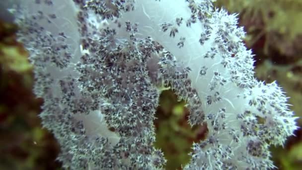 Μαλακό κοραλλιογενείς υποβρύχια στο παρασκήνιο θαλάσσιου τοπίου σε Ερυθρά θάλασσα. — Αρχείο Βίντεο