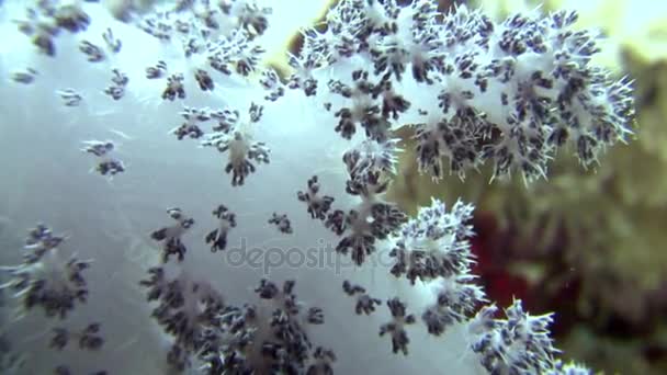 Morbido corallo da vicino sott'acqua sullo sfondo paesaggio marino nel Mar Rosso . — Video Stock