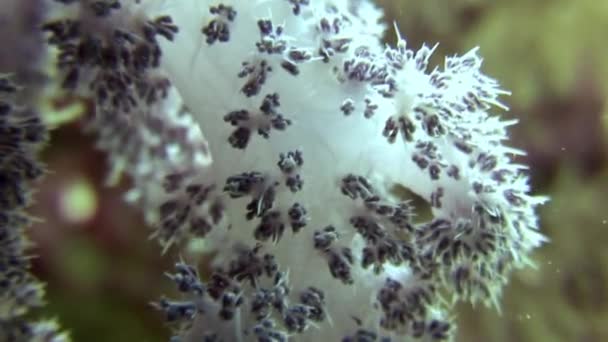 Corail doux sous-marin sur fond de paysage marin en mer Rouge . — Video