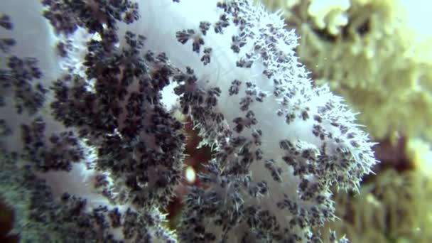 Corail doux sous-marin sur fond de paysage marin en mer Rouge . — Video