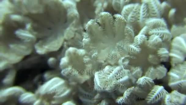 Anémona de actinio bajo el agua sobre el paisaje marino de fondo en el Mar Rojo . — Vídeo de stock