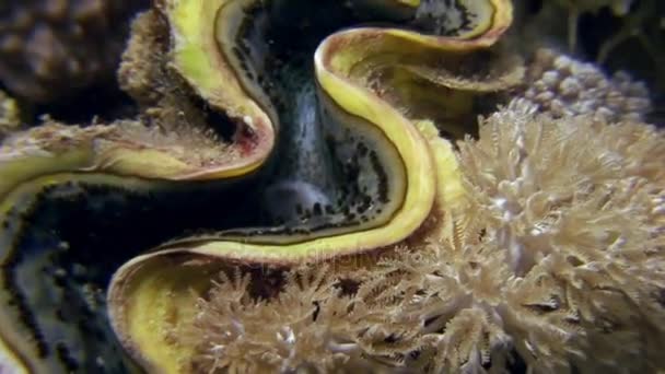 Tridacna bajo el agua en el paisaje marino de fondo en el Mar Rojo . — Vídeo de stock