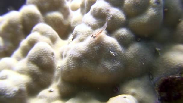 紅海の海洋の自然景観を背景に水中のサンゴ. — ストック動画