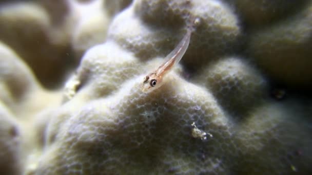 Υποβρύχια κοραλλιογενείς στο παρασκήνιο θαλάσσιου τοπίου σε Ερυθρά θάλασσα. — Αρχείο Βίντεο