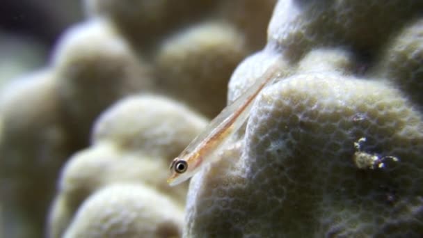 Corallo sott'acqua sullo sfondo paesaggio marino nel Mar Rosso . — Video Stock