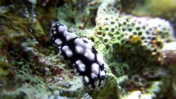 Nudibranchs underwater on background marine landscape in Red sea. — Stock Video