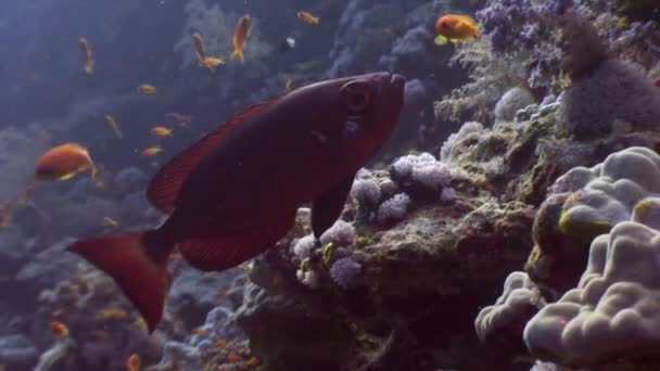 Ecole de poissons sous-marins à la recherche de nourriture en Mer Rouge . — Video