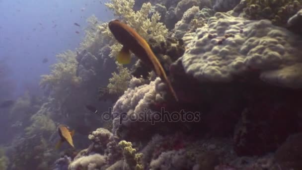 Fiskstim under vattnet på bakgrunden Marina landskap i Röda havet. — Stockvideo