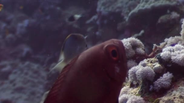 Scuola di pesce sott'acqua sullo sfondo paesaggio marino nel Mar Rosso . — Video Stock