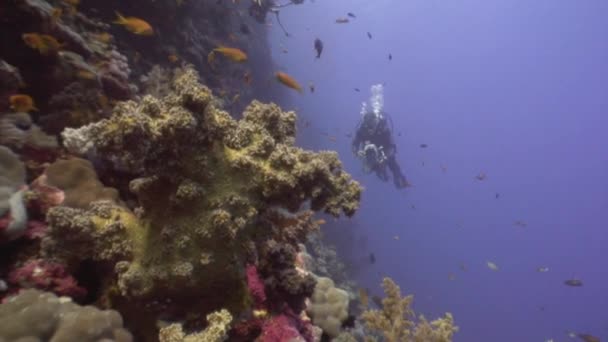 ダイバーと紅海の海洋の自然景観を背景に水中の魚の群れ. — ストック動画