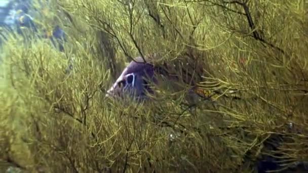 Grouper pod wodą, na tle krajobrazu morskich w Morzu Czerwonym. — Wideo stockowe
