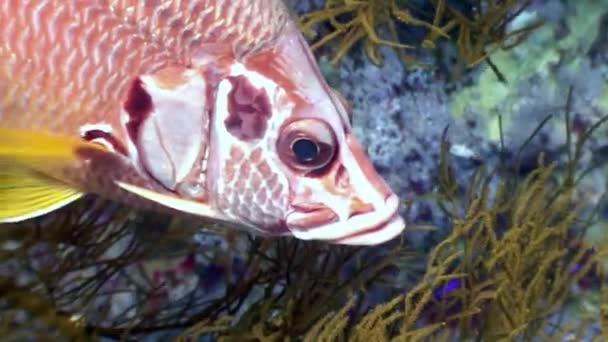Морський окунь крупним планом під водою на тлі морський пейзаж в Червоному морі. — стокове відео