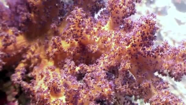 Coral macio subaquático no fundo paisagem marinha no mar Vermelho . — Vídeo de Stock