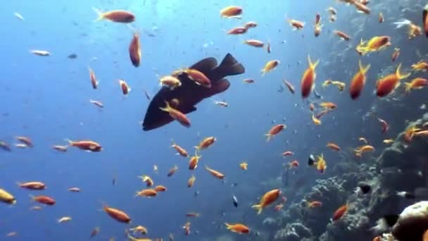 Школа рыб на заднем плане подводный морской пейзаж в Красном море . — стоковое видео