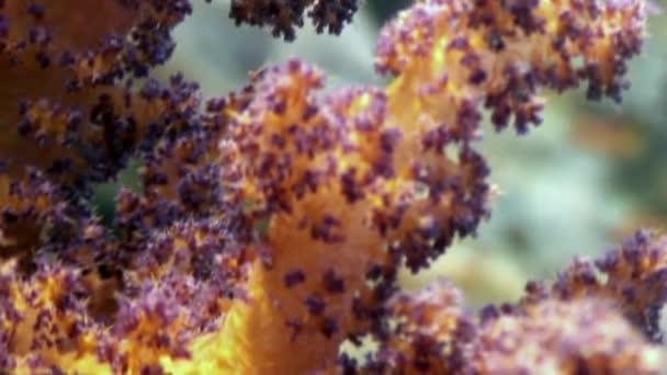 Soft coral underwater on background marine landscape in Red sea. — Stock Video