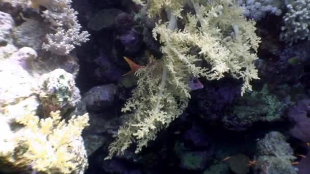 Peces sobre fondo paisaje submarino en el Mar Rojo . — Vídeos de Stock