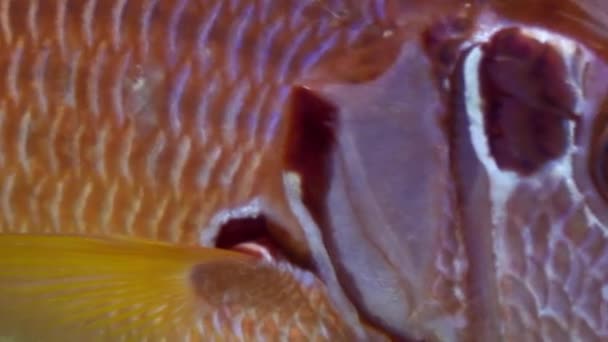 Grouper close up underwater on background marine landscape in Red sea. — Stock Video