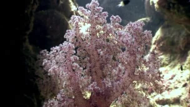 Мягкие кораллы под водой на фоне морской пейзаж в Красном море . — стоковое видео