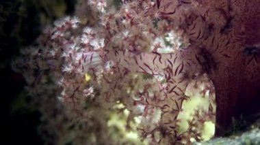 Arka plan deniz manzara Red Sea'deki/daki üzerinde yumuşak mercan sualtı.