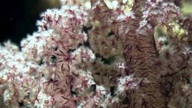 Arka plan deniz manzara Red Sea'deki/daki üzerinde yumuşak mercan sualtı.