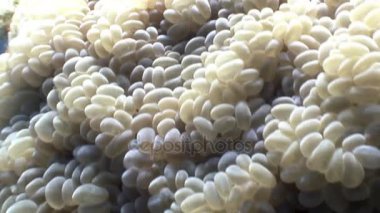 Aktinyum anemone su altında arka plan deniz manzara Red Sea'deki/daki üzerinde.