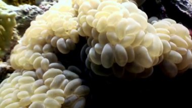 Aktinyum anemone su altında arka plan deniz manzara Red Sea'deki/daki üzerinde.