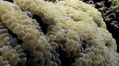 Aktinyum anemone su altında arka plan deniz manzara Red Sea'deki/daki üzerinde.