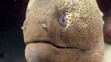 Tehlikeli Moray sualtı Red Sea'deki/daki yiyecek bulmak.