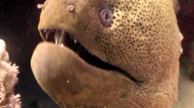 Moray su altında arka plan deniz manzara Red Sea'deki/daki üzerinde.