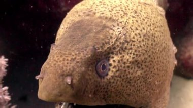 Moray su altında arka plan deniz manzara Red Sea'deki/daki üzerinde farkında.