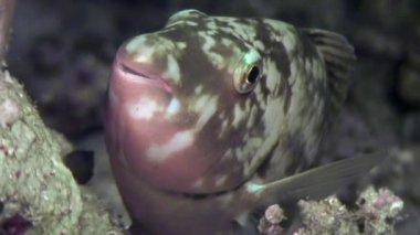 Coral Red Sea'deki/daki yiyecek bulmak su altında balık.