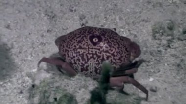 Sualtı mercan okyanus dibinin crab.