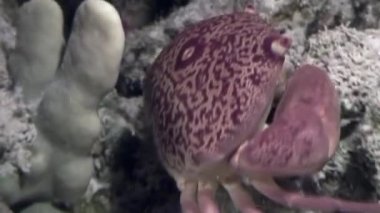 Sualtı mercan okyanus yiyecek bulmak içinde deniz dibinin crab.