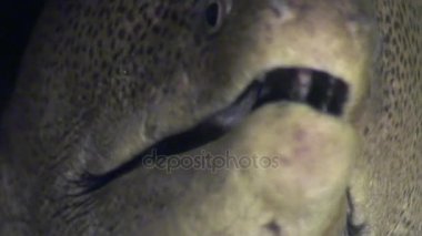 Moray su altında arka plan deniz manzara Red Sea'deki/daki üzerinde başkanı.